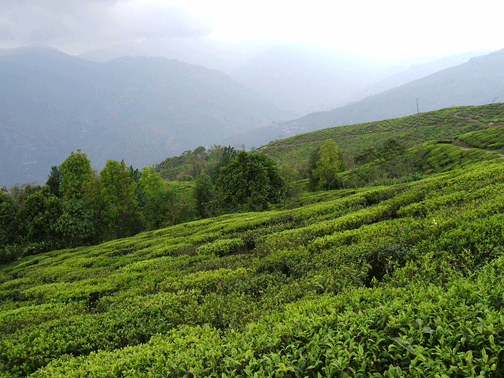 Darjeeling Slopes